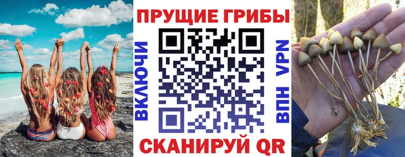 Галлюциногенные грибы Psilocybine cubensis  Пласт 